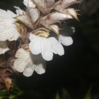 Acanthus montanus (Nees) T.Anderson